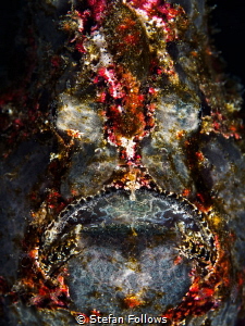 Shine On. Giant Frogfish - Antennarius Commerson. Bali, I... by Stefan Follows 